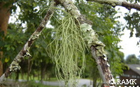 Usnea sp..JPG